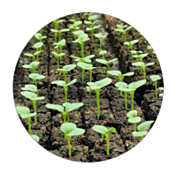 SKYPEAT S 23398 通用 ECO 种植土 